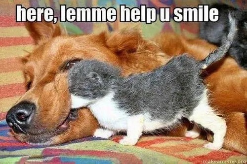 cat helps dog smile.jpg